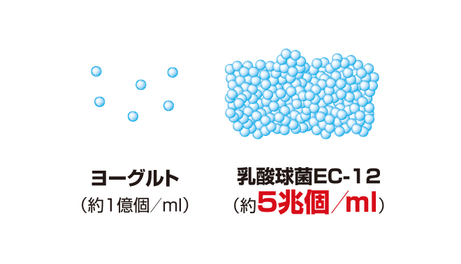 ヨーグルトとの乳酸菌比較図